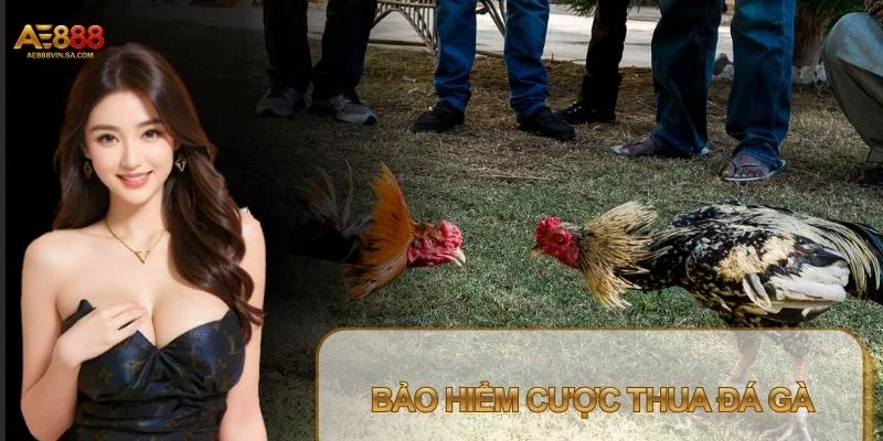 Bảo Hiểm Cược Thua Đá Gà – Giải Pháp Giữ Vốn Hiệu Quả Bảo Hiểm Cược Thua Đá Gà – Giải Pháp Giữ Vốn Hiệu Quả